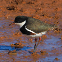 Red-kneed Dotterel